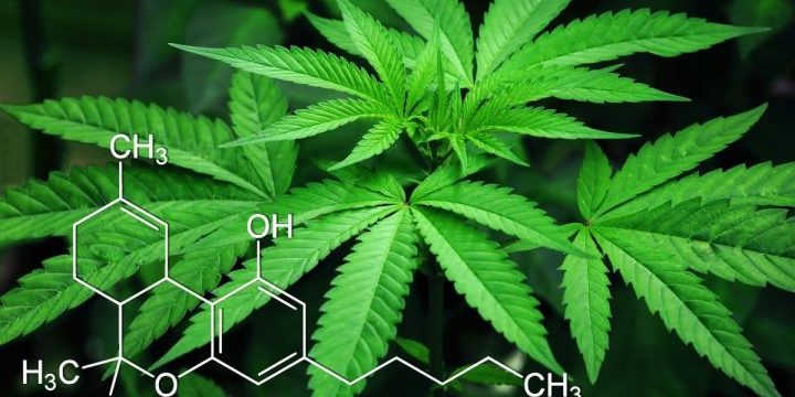 cannabis